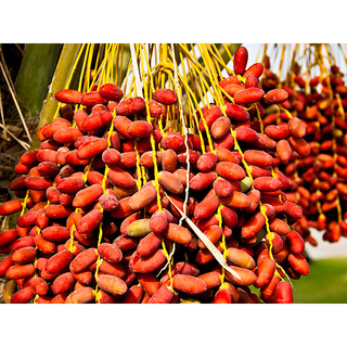Cây giống chà là Khasab