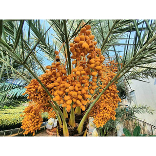Cây giống chà là Khasab