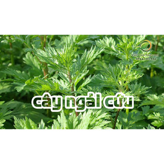Ngải cứu phơi khô nguyên chất gói 300g