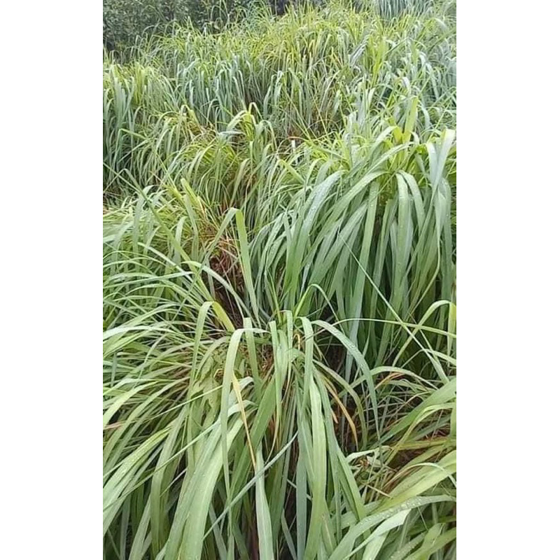 TINH DẦU XẢ CHANH NGUYÊN CẤT 100%