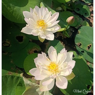 Củ sen mini Keelin