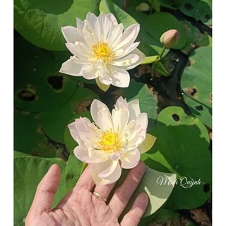 Củ sen mini Keelin
