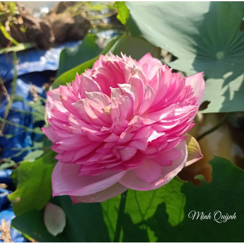 Củ sen P.háo hồng