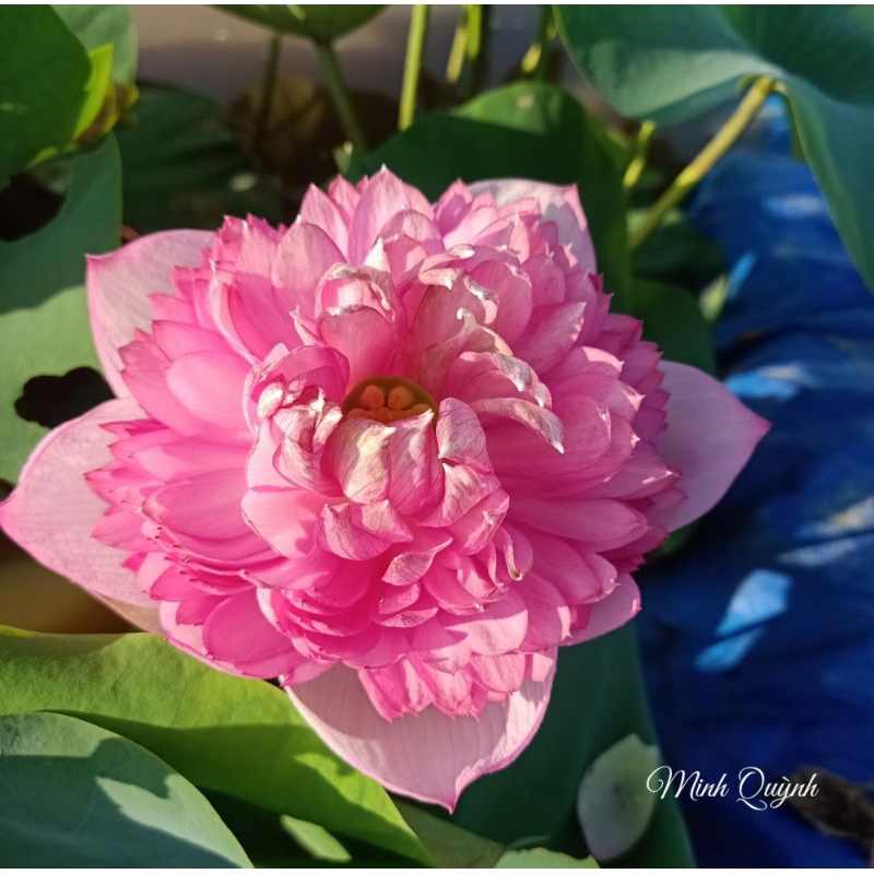 Củ sen P.háo hồng