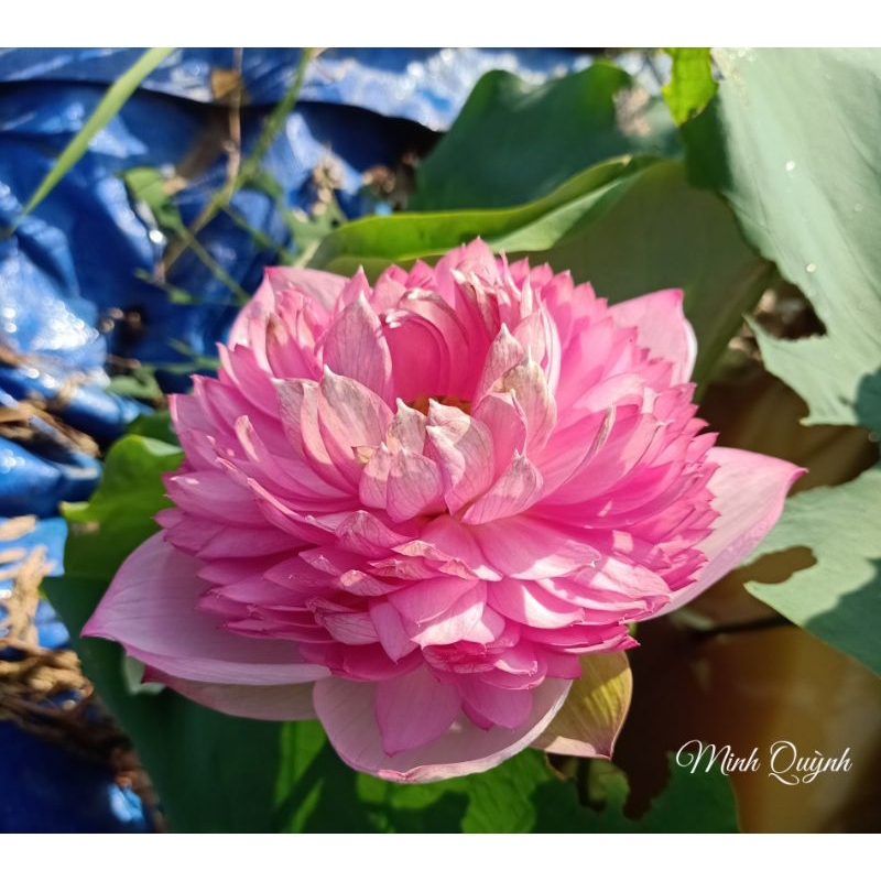 Củ sen P.háo hồng