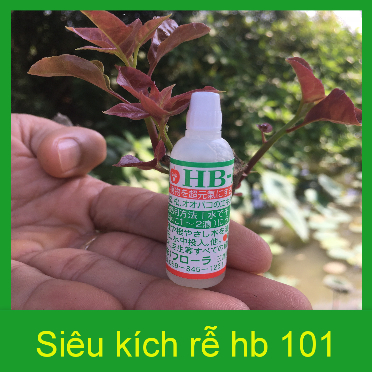 THUỐC KÍCH RỄ Hb 101 Phục hồi cây suy yếu.Kích thích ra rễ cho ươm phôi.Tăng khả năng bật mầm .Giúp phục hồi cây suy yếu