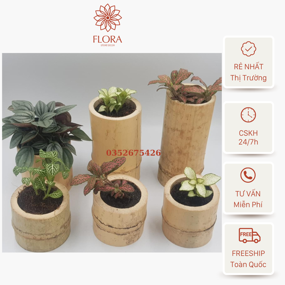 Ống tre trồng cây sen đá, tiểu cảnh, decor trang trí, chậu tre, khúc tre nhiều size, chậu gỗ