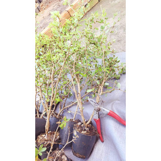 Nhánh linh sam tím hồng