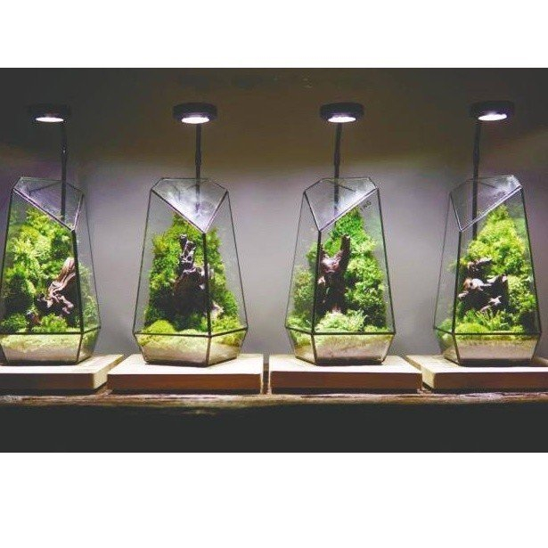 Đèn Led thủy sinh chuyên dụng kèm đế gỗ cho bể cá hình tròn terrarium - Đèn Led cho bể bán cạn