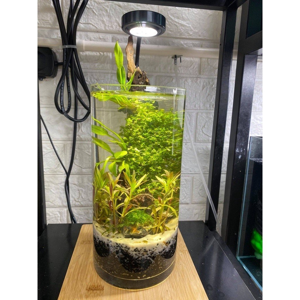 Đèn Led thủy sinh chuyên dụng kèm đế gỗ cho bể cá hình tròn terrarium - Đèn Led cho bể bán cạn
