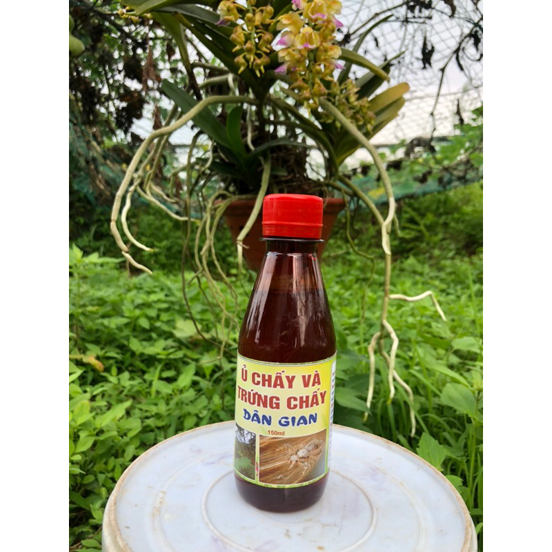 Ủ Chấy Dân Gian Việt Nam + mũ ủ