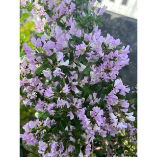 Nhánh linh sam hồng phấn siêu bông(60-90cm)