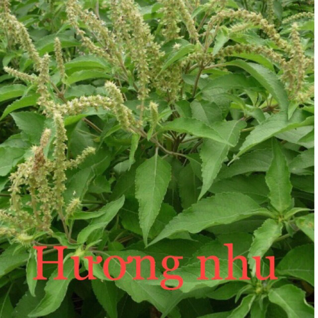 Hương Nhu Khô 500g