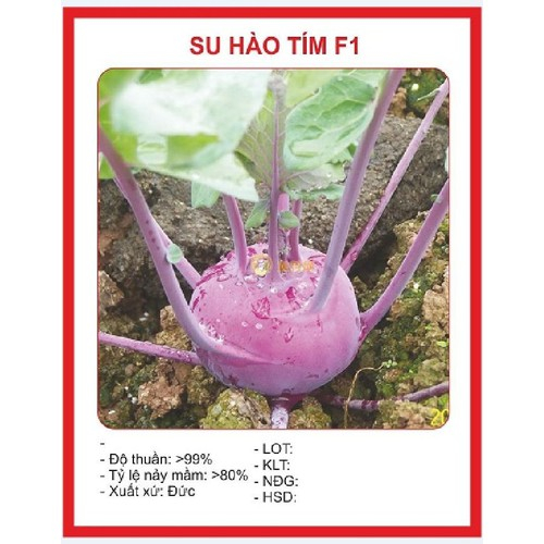 Hạt giống Củ Su hào tím Hàn Quốc – 0.5Gramgói