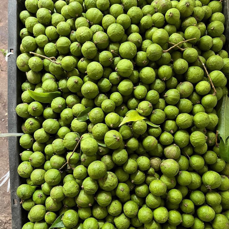 Sấu xanh, Sấu bánh tẻ đã cạo sạch vỏ cấp đông - Ship hoả tốc Hà Nội