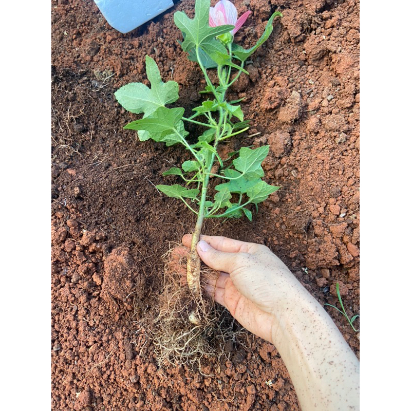 Chậu cây sâm bố chính