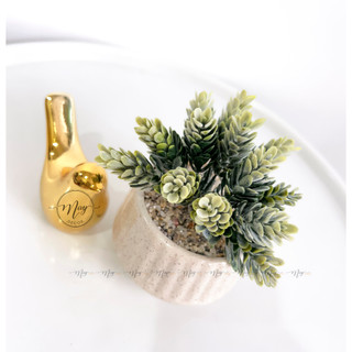 Chậu sen đá phấn 14 nhánh