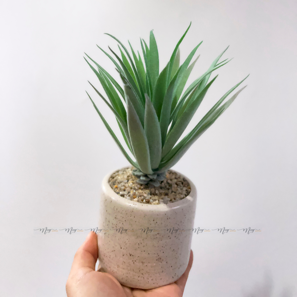 Sen đá giả kèm chậu sứ vân cát