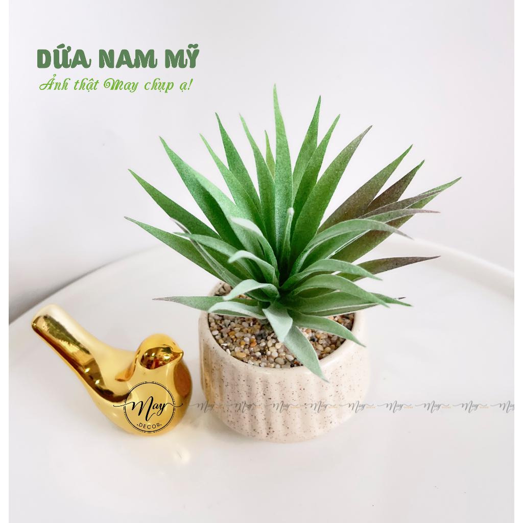 Sen đá giả kèm chậu sứ vân cát