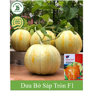 Hạt giống dưa bở sáp tròn siêu trái F1