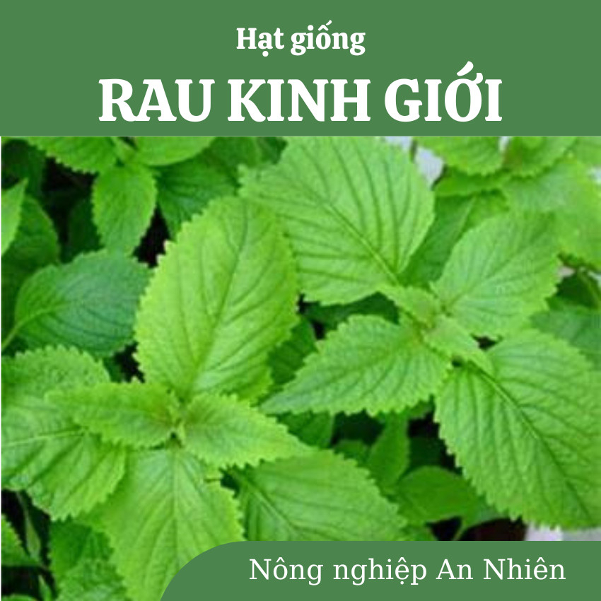 Hạt giống rau KINH GIỚI, rau gia vị năng suất cao