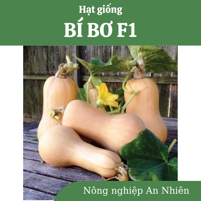 Hạt giống BÍ BƠ AN NHIÊN F1 AN53 chịu nhiệt tốt, sai quả, năng suất cao