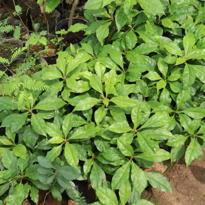 Bầu giống xương rồng diệp long chuẩn hàng - Tặng kèm cây giống hoa bất kỳ