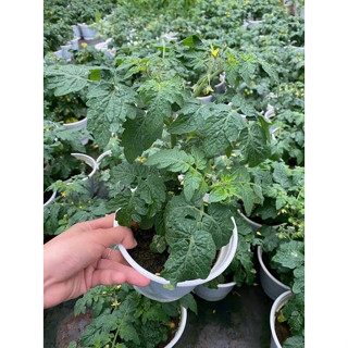 CHẬU CÂY GIỐNG CÀ CHUA BI LÙN GIÒN NGỌT # CÂY ĐANG HOA HOẶC TRÁI_TẶNG KÈM PHÂN BÓN HỮU CƠ CÁ HỒI NAUY