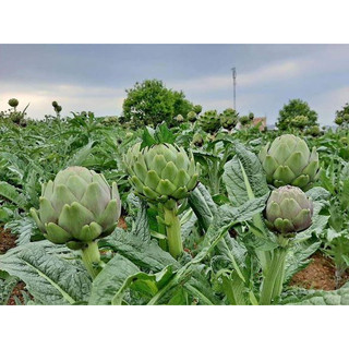 Chậu cây giống Atiso xanh