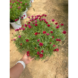 Chậu cây Cúc Hoạ Mi đang hoa