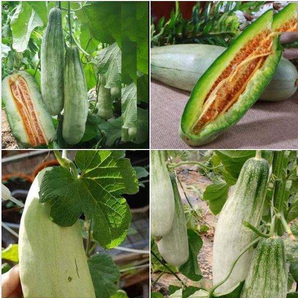 Hạt giống Dưa lê quả dài Yang Jiao Mi F1 - Dưa lê chuối