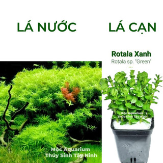 1 NGỌN Xanh Cao Lá Cạn/Lá Nước - Cây Cắt Cắm - Cây Thuỷ Sinh