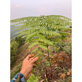 Cây lông Culi trồng trang trí, cầm máu.