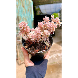 Sen đá kim tuyến var