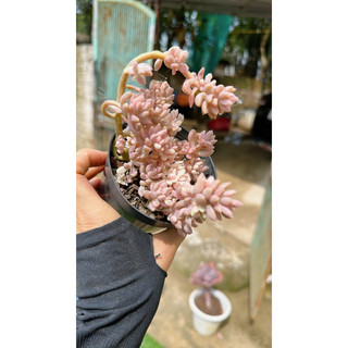 sen đá kim tuyến var