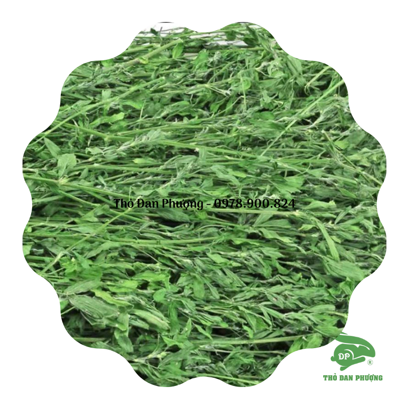 Cỏ Alfalfa Nguyên Cành xanh, nhiều lá cho thỏ, chuột, chinchilla - Thỏ Đan Phượng