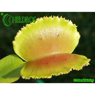 Cây bẫy kẹp whale, dionaea whale