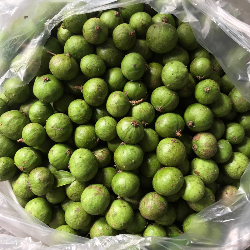 Sấu xanh, Sấu bánh tẻ đã cạo sạch vỏ cấp đông - Ship hoả tốc Hà Nội