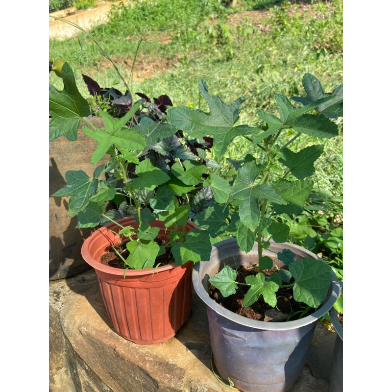 Chậu cây sâm bố chính