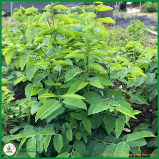 Hạt Giống rau bồ ngót  (1g)