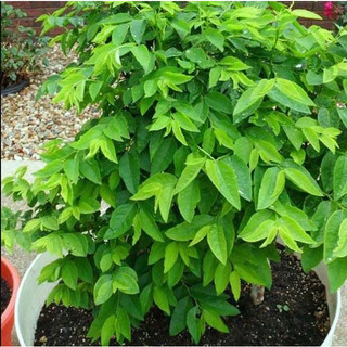 Hạt Giống rau bồ ngót  (1g)