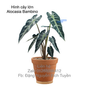 Kiểng lá/ cây trong nhà/ cây Alocasia Bambino