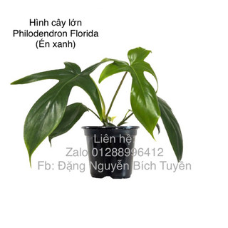 Kiểng lá/ cây trong nhà/ cây Philodendron Florida (Én xanh)