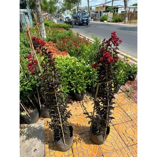 Tường vi huyết long đỏ huyết