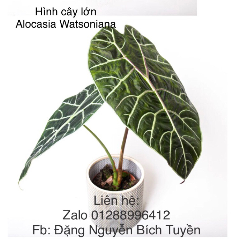 Kiểng lá/ cây trong nhà/ cây Alocasia Watsoniana