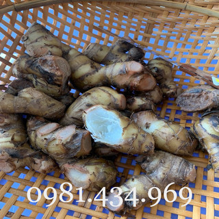 01 Cây Lược Vàng Tươi Tôt