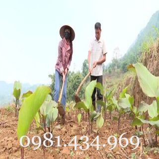 01 Cây Lược Vàng Tươi Tôt