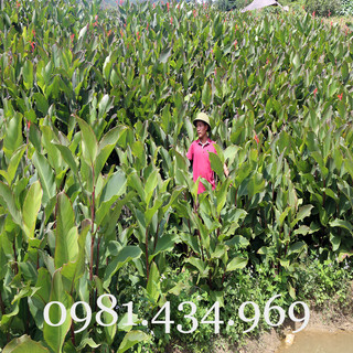 01 Cây Lược Vàng Tươi Tôt