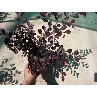 Cây Hồng phụng