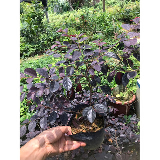 Cây Hồng phụng